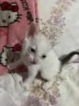 3 gatinhos filhotes de 1 mês