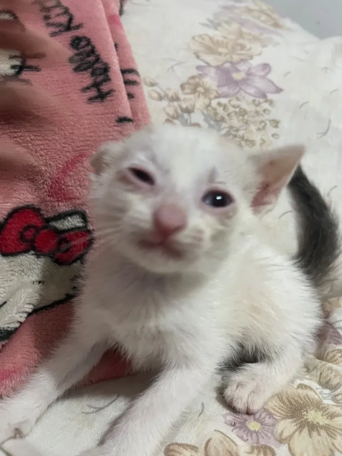 Gato raça SRD-ViraLata idade Abaixo de 2 meses nome 3 gatinhos filhotes de 1 mês