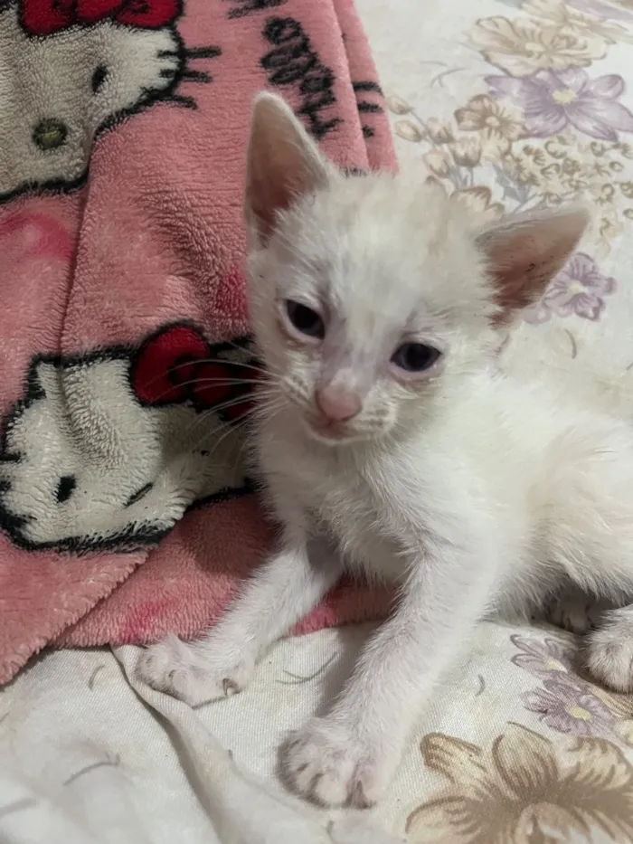 Gato raça SRD-ViraLata idade Abaixo de 2 meses nome 3 gatinhos filhotes de 1 mês