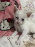 3 gatinhos filhotes de 1 mês