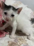 3 gatinhos filhotes de 1 mês