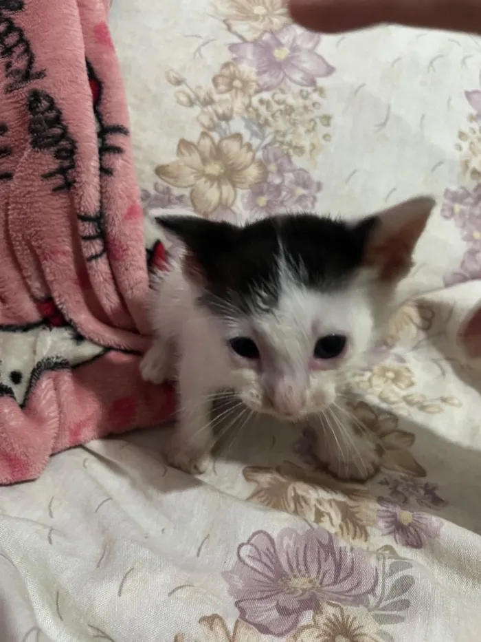 Gato raça SRD-ViraLata idade Abaixo de 2 meses nome 3 gatinhos filhotes de 1 mês