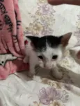 3 gatinhos filhotes de 1 mês