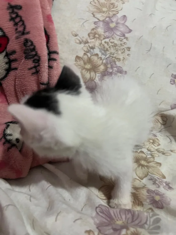 Gato raça SRD-ViraLata idade Abaixo de 2 meses nome 3 gatinhos filhotes de 1 mês