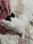 3 gatinhos filhotes de 1 mês