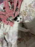 3 gatinhos filhotes de 1 mês
