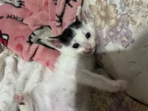 Gato raça SRD-ViraLata idade Abaixo de 2 meses nome 3 gatinhos filhotes de 1 mês