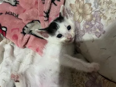 Gato raça SRD-ViraLata idade Abaixo de 2 meses nome 3 gatinhos filhotes de 1 mês