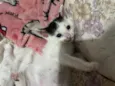 3 gatinhos filhotes de 1 mês