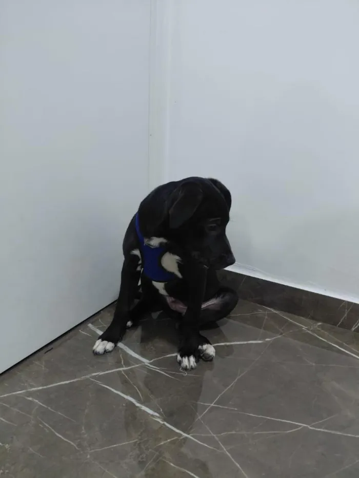 Cachorro raça SRD-ViraLata idade 2 a 6 meses nome Koda
