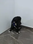 Koda