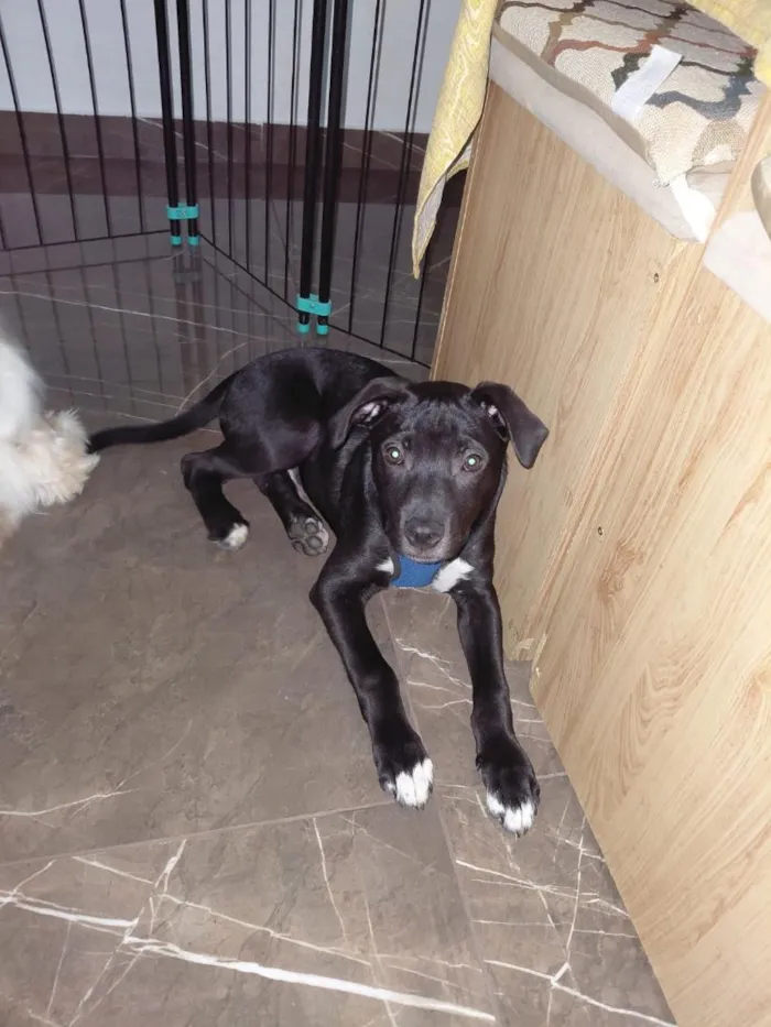 Cachorro raça SRD-ViraLata idade 2 a 6 meses nome Koda