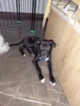 Koda