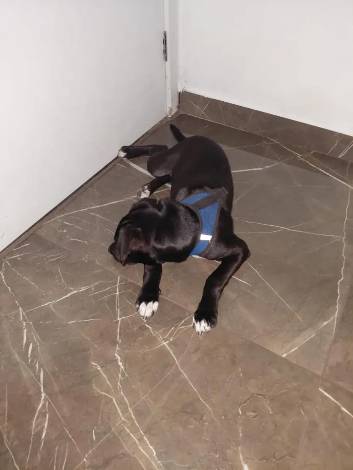 Cachorro raça SRD-ViraLata idade 2 a 6 meses nome Koda