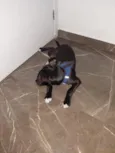 Koda