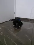 Koda