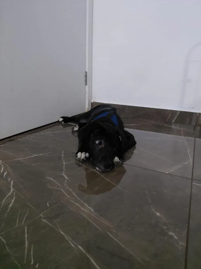 Cachorro raça SRD-ViraLata idade 2 a 6 meses nome Koda
