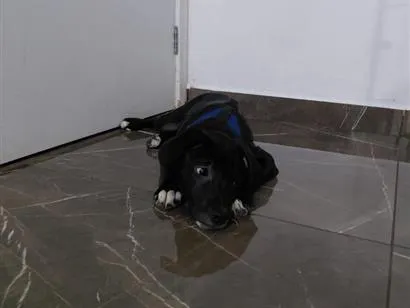 Cachorro raça SRD-ViraLata idade 2 a 6 meses nome Koda