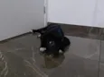 Koda