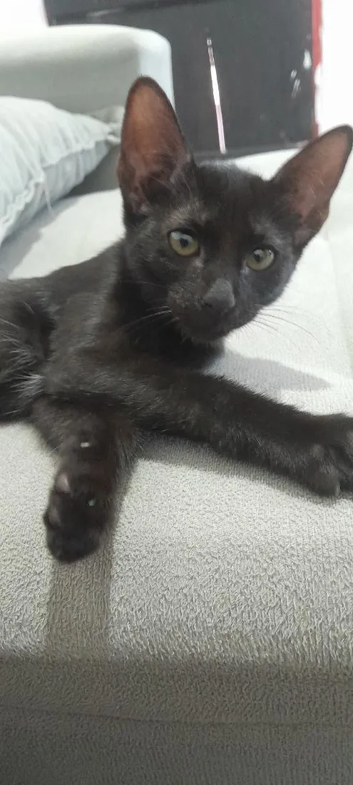 Gato raça SRD-ViraLata idade 2 a 6 meses nome Luna 