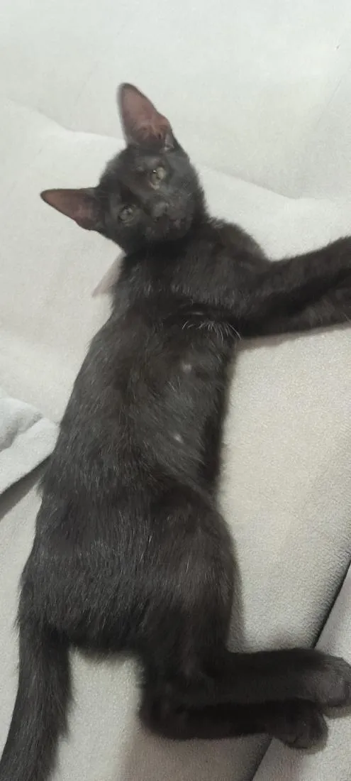 Gato raça SRD-ViraLata idade 2 a 6 meses nome Luna 