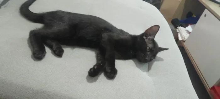 Gato raça SRD-ViraLata idade 2 a 6 meses nome Luna 