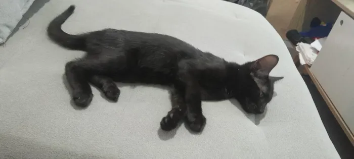 Gato raça SRD-ViraLata idade 2 a 6 meses nome Luna 