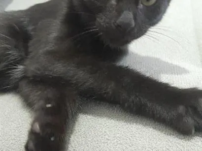 Gato raça SRD-ViraLata idade 2 a 6 meses nome Luna 