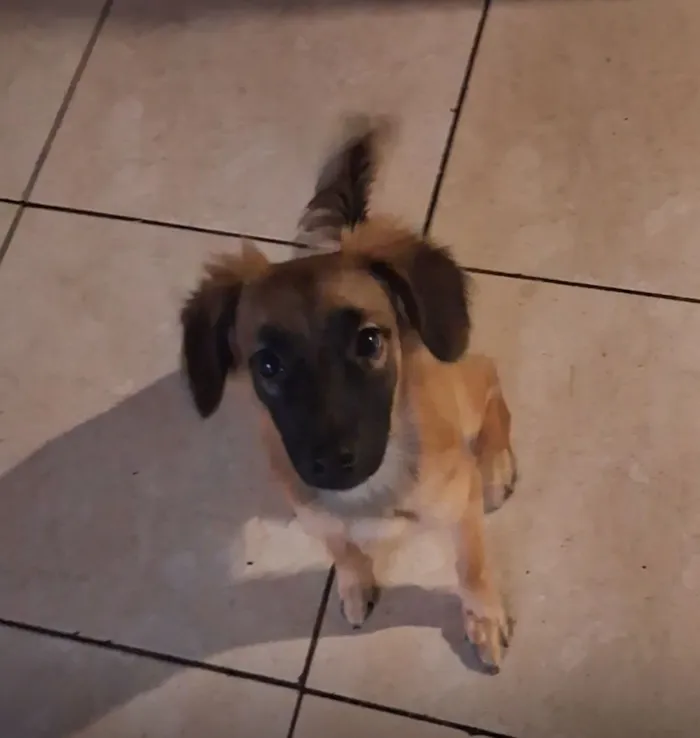 Cachorro raça SRD-ViraLata idade 7 a 11 meses nome Lucky 