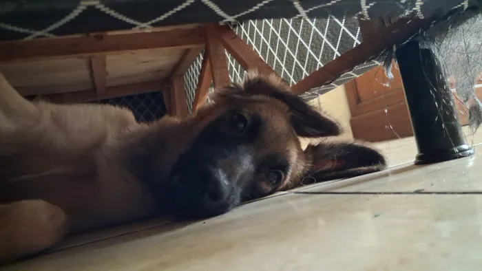 Cachorro raça SRD-ViraLata idade 7 a 11 meses nome Lucky 