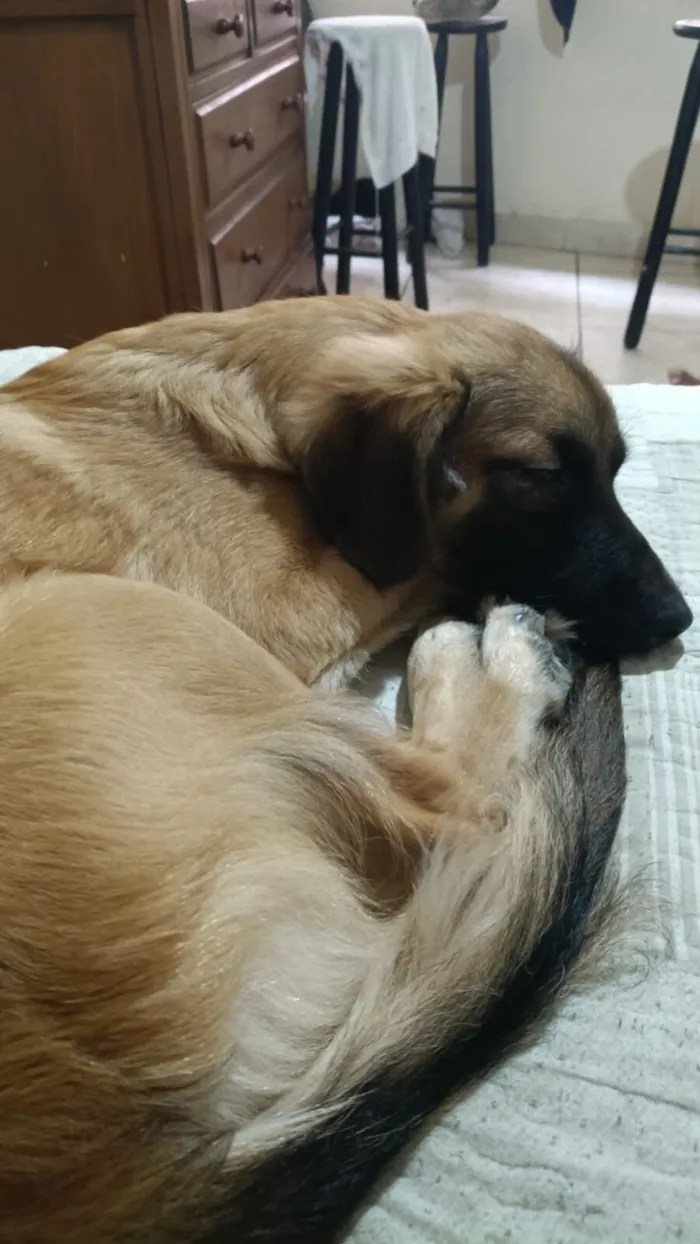 Cachorro raça SRD-ViraLata idade 7 a 11 meses nome Lucky 