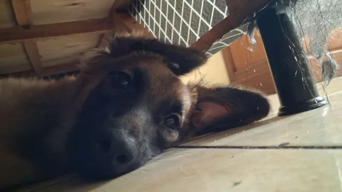 Cachorro raça SRD-ViraLata idade 7 a 11 meses nome Lucky 
