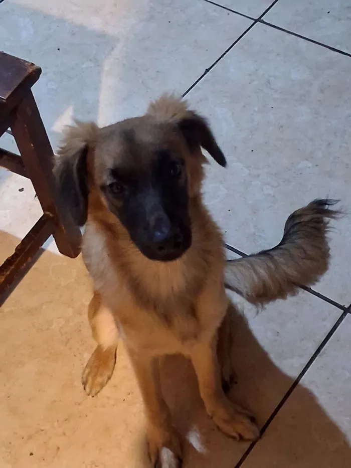 Cachorro raça SRD-ViraLata idade 7 a 11 meses nome Lucky 