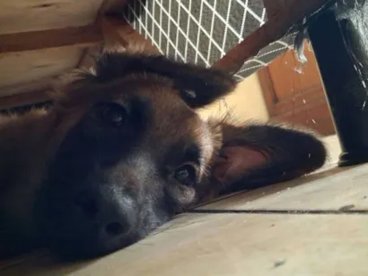 Cachorro raça SRD-ViraLata idade 7 a 11 meses nome Lucky 