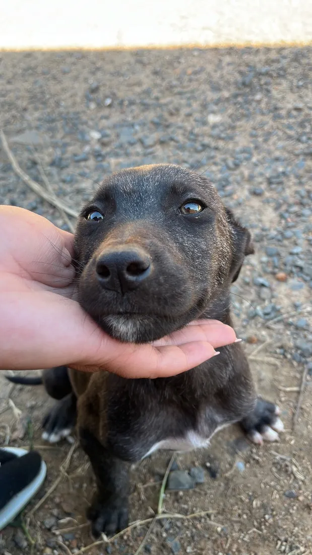 Cachorro raça SRD-ViraLata idade 2 a 6 meses nome Preto