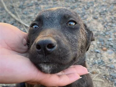 Cachorro raça SRD-ViraLata idade 2 a 6 meses nome Preto