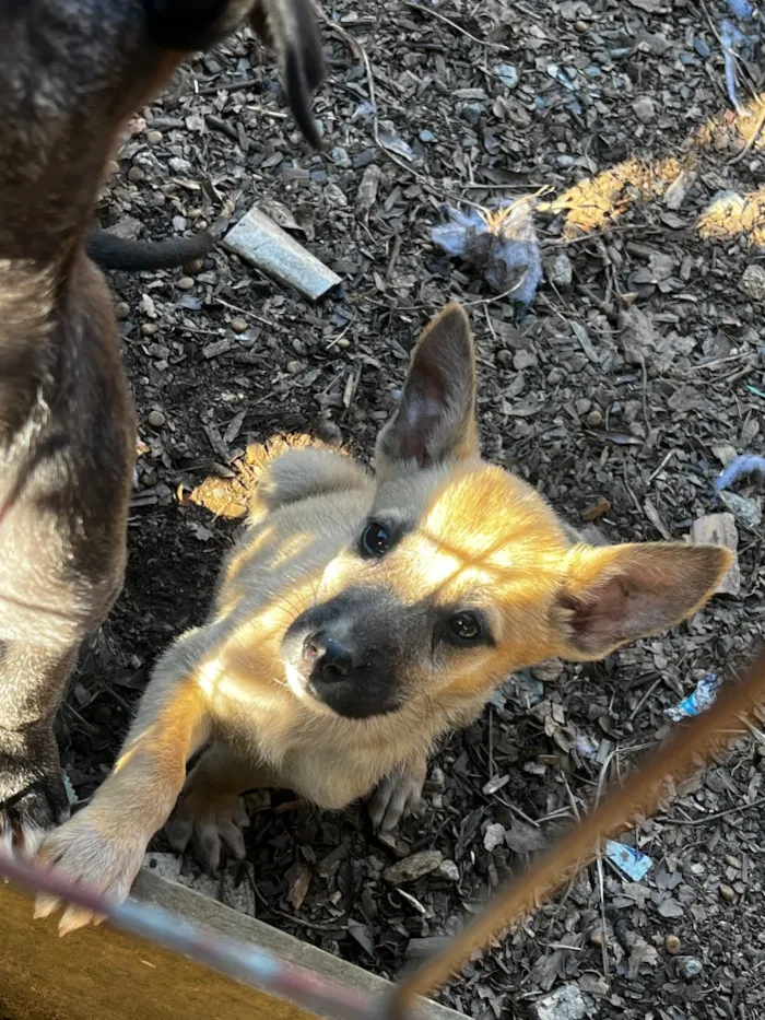 Cachorro raça SRD-ViraLata idade 2 a 6 meses nome Nala 