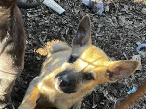 Cachorro raça SRD-ViraLata idade 2 a 6 meses nome Nala 