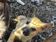 Nala
