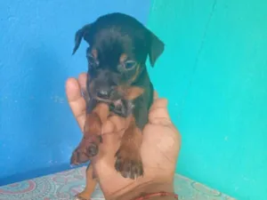 Cachorro raça SRD-ViraLata idade Abaixo de 2 meses nome não tem nome