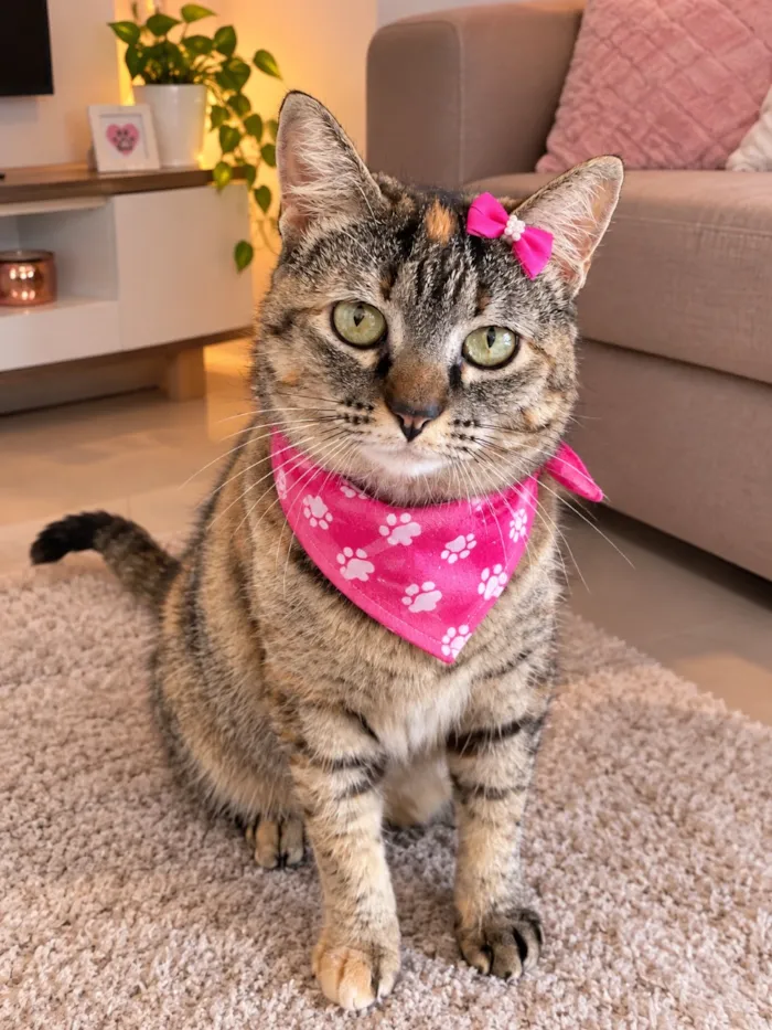 Gato raça SRD-ViraLata idade 3 anos nome Nina
