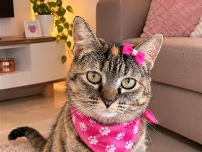 Gato raça SRD-ViraLata idade 3 anos nome Nina