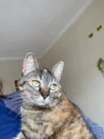 Nina