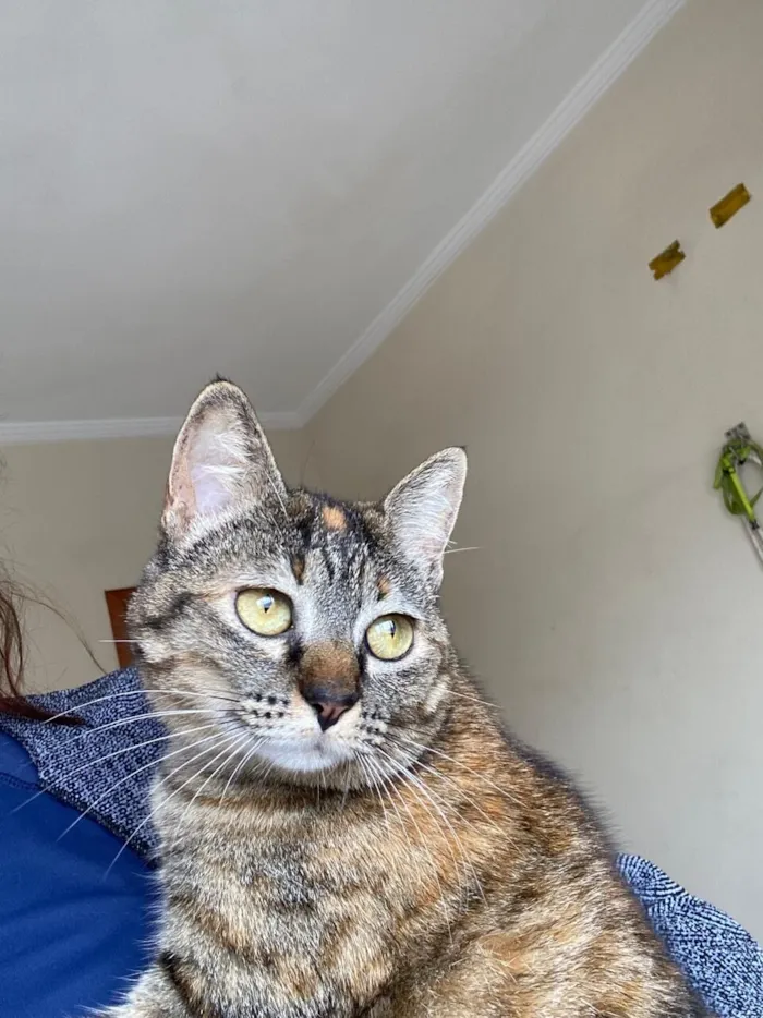 Gato raça SRD-ViraLata idade 3 anos nome Nina