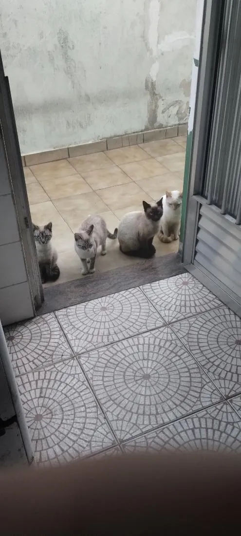 Gato raça SRD-ViraLata idade 7 a 11 meses nome Bela