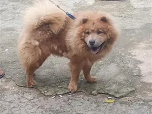Cachorro raça SRD-ViraLata idade 1 ano nome Fred