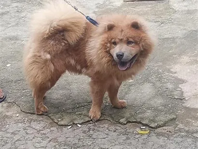 Cachorro raça SRD-ViraLata idade 1 ano nome Fred
