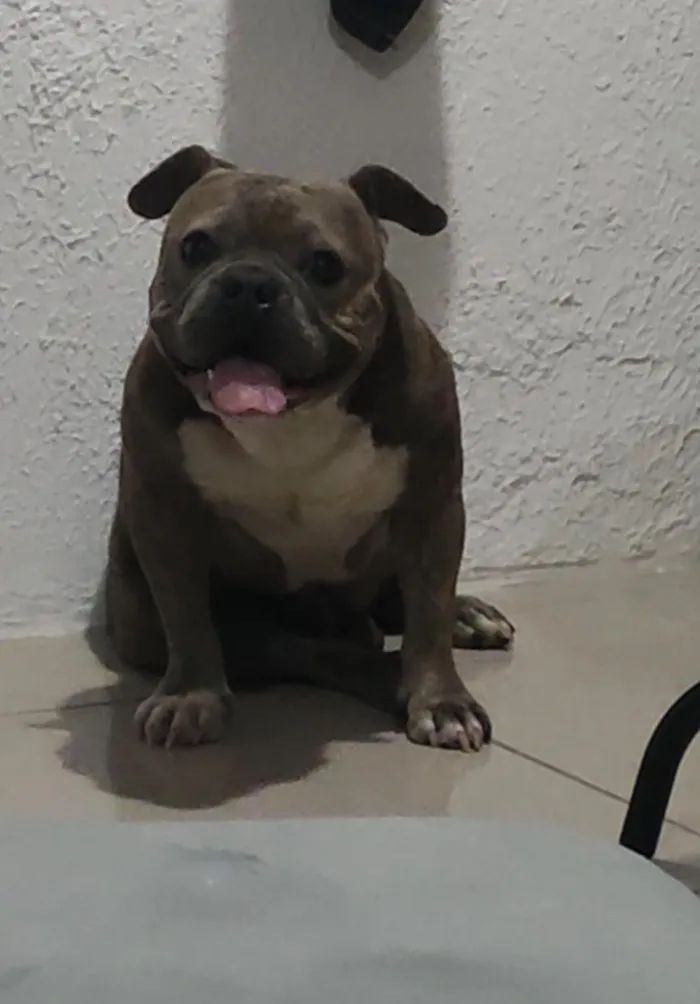 Cachorro raça Rottweiler idade 6 ou mais anos nome Baruk