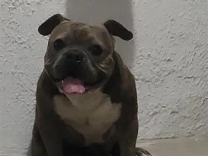 Cachorro raça Rottweiler idade 6 ou mais anos nome Baruk