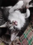 Gatinhos